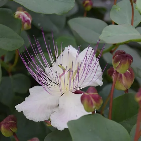 Argeste Club Vacanze Vieste